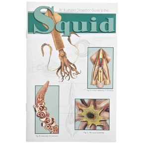 597009 Mini-Guide to Squid Dissection