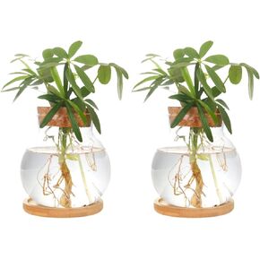 Plant Propagation Station,Hydroponic Glass Container Vase Jars, with Wooden Saucer for Desks, Houses, Garden Decorations, Home Kitchen Decorations and Gifts for Plant Lovers (2)