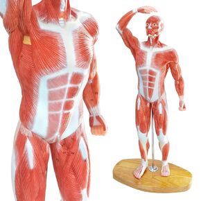 Miniature Human Muscle Anatomical Model - 1/3 Life-Size with Numbered Labels & Premium Wooden Base for Medical Science Education Study or Teaching