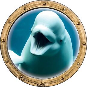 Beluga Whale Wall Decal Porthole - Made in America 3D Wall Sticker Peel and Stick Decor (Beluga Whale, 9" Diameter)