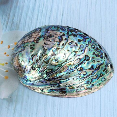 غلاف أذن البحر مصقول طبيعي من BESPORTBLE للتلطخ وتنظيف البخور وحرق المنزل والعطر المنزلي وتنظيف الطاقة واليوجا والتأمل 10-12 سم in Saudi Arabia