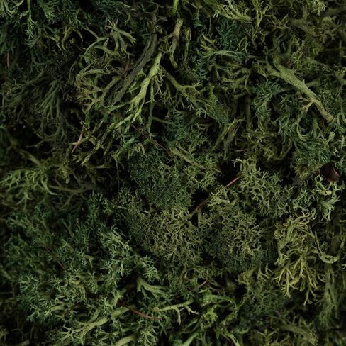 Vickerman Everyday 15.5" Artificial Reindeer Moss Square Wreath - Faux Indoor Greenery Wreath - for Home Or Office Decor in Saudi Arabia