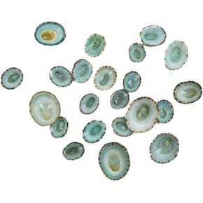 Green Limpet Shells - 100/bag (1171-100) F6