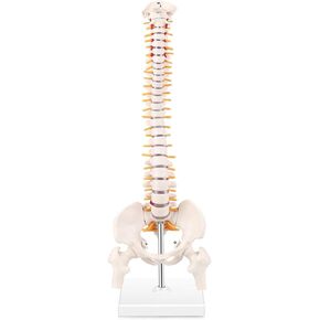 Life Size Colored Spine Anatomy Model, 34" Flexible Colored Anatomical Human Spine Model with Vertebrae, Nerves, Arteries, Lumbar and Pelvis, Medical Spine Model with Brackets and Instructions in Saudi Arabia