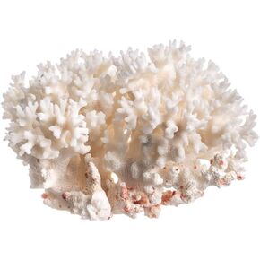 White Sea Coral | Lace Coral Pocillopora Damicornis | Plus Free Nautical eBook by Joseph Rains