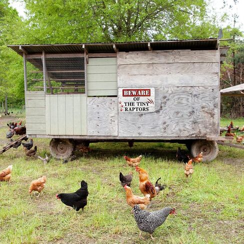 Chicken Coop Signs, Beware of Chicken, The Tiny Raptors Chicken Decor, Funny Wall Decor for Farmhouse, Garden, and Kitchen, Chicken Coop Accessories (8" x 12") in Saudi Arabia