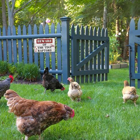 Chicken Coop Signs, Beware of Chicken, The Tiny Raptors Chicken Decor, Funny Wall Decor for Farmhouse, Garden, and Kitchen, Chicken Coop Accessories (8" x 12") in Saudi Arabia