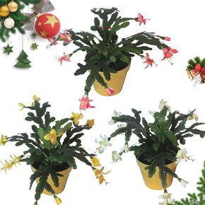 alyptus Artificial Christmas Cactus Set of 3 Red Poinsettia Flowers Beautiful Holiday Cactus Artificial Christmas Decorations with Pots (Red)