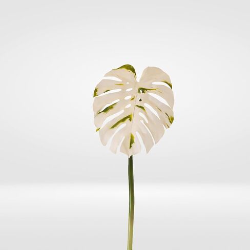 Spotted Variegated Leaf Monstera Artificial Stem : 2 Pack of 30 H in Saudi Arabia