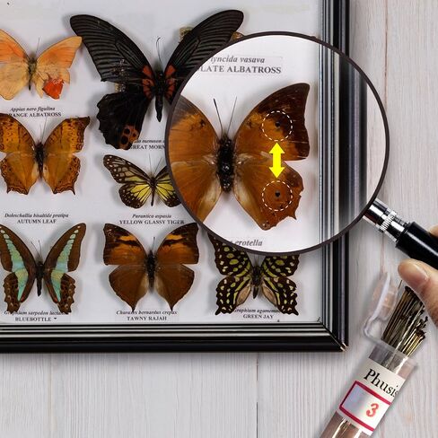 Phusis Stainless Steel Insect Pins | Sizes #1, 2 and #3 | 100 of Each Size | Includes Sturdy Storage Containers | for Entomology, Dissection, Butterfly Collections in Kuwait