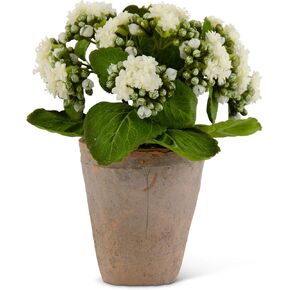 K&K Interiors 17210A-WH 9.5 بوصة كالانشو أبيض في وعاء من الطين المتعثر in Kuwait