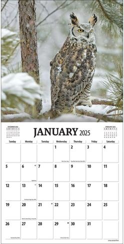 Turner Photographic Birds of Prey 12X12 Photo Wall Calendar (24998013005) in Saudi Arabia