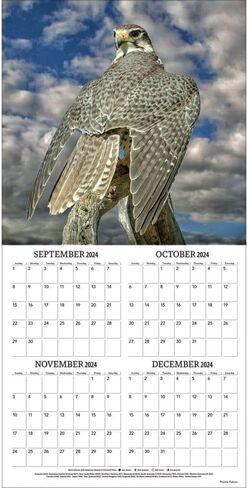 Turner Photographic Birds of Prey 12X12 Photo Wall Calendar (24998013005) in Saudi Arabia