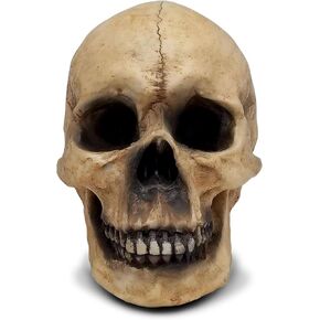 DWK 8" De Mortuis Actual Size Faux Human Skull Decor Halloween Decoration Gothic Anatomy Figure for Home and Office