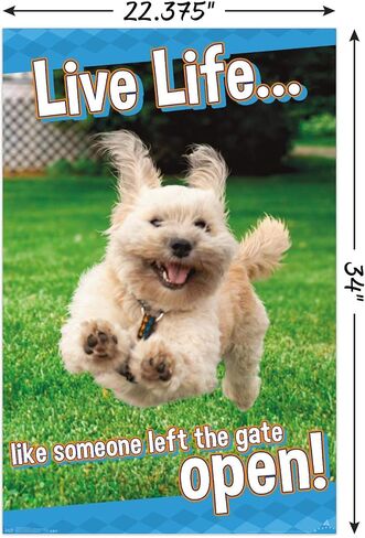 Trends International Avanti - ملصق حائط Dog Joy، مقاس 22.375 بوصة × 34 بوصة، إصدار غير مؤطر in Saudi Arabia