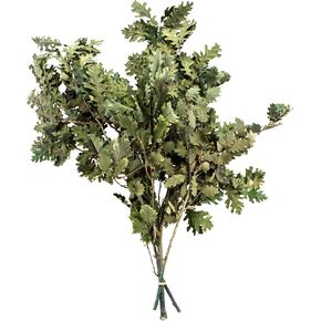 SuperMoss Preserved Oak Leaves with Stem Natural Indoor Fall Décor for Mantels, Wreaths, and Centerpieces, 4 Oz Bunch, Green