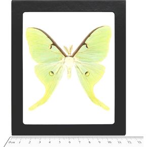 BicBugs Actias luna REAL FRAMED LUNA MOTH GREEN USA