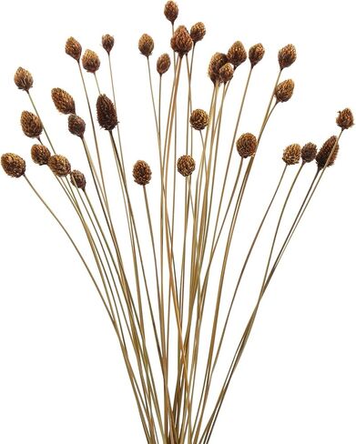 60pcs Red Dried Mini Pine Cone Ball Flowers with Stems 17" - Billy Ball Flowers for Vase, DIY Crafts and Home Decoration - Natural and Preserved Flowers for Fall, Wedding, Bridal Shower. in Saudi Arabia
