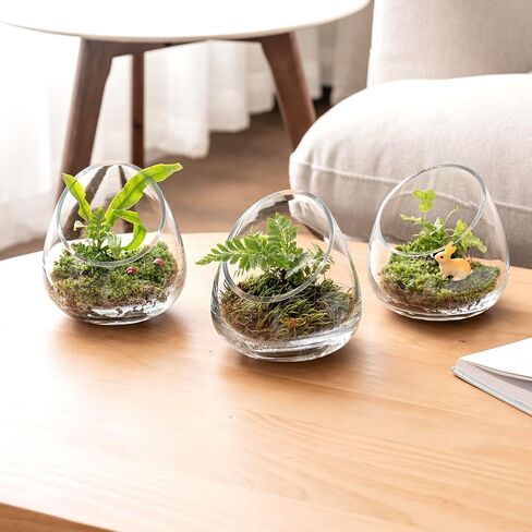 MyGift 5 Inch Premium Clear Glass Air Plant Terrarium, Mini Slant Cut Decorative Bowl Jar for Candy, Tealight Candle, Succulent Plant, Cactus, Set of 4 in Saudi Arabia