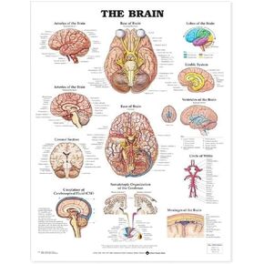 The Brain Anatomical Chart