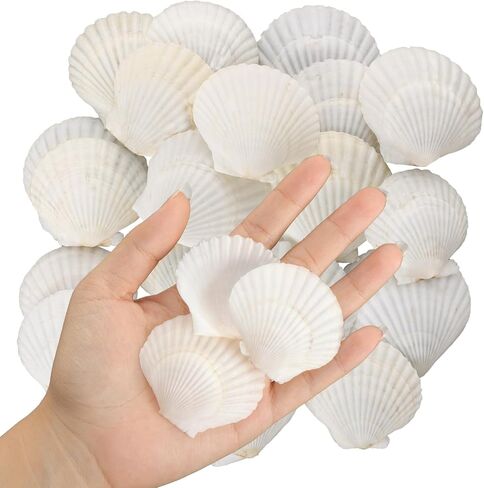 12PCS Starfish Scallop Shells for Crafts 3.5"-4.7" Large Seashells Bulk Mixed Star Fish Shells Decorations for Wedding Decor DIY Crafting Craft Making Fish Tank Home Decorations in Saudi Arabia