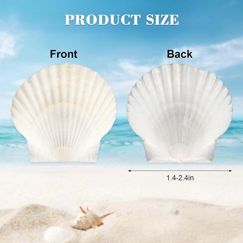 12PCS Starfish Scallop Shells for Crafts 3.5"-4.7" Large Seashells Bulk Mixed Star Fish Shells Decorations for Wedding Decor DIY Crafting Craft Making Fish Tank Home Decorations in Saudi Arabia