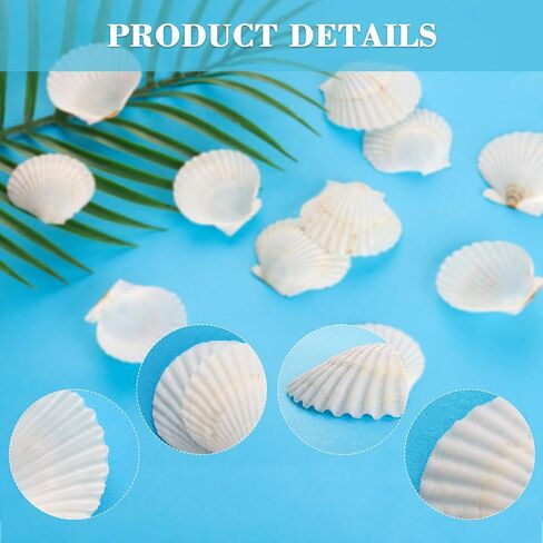 12PCS Starfish Scallop Shells for Crafts 3.5"-4.7" Large Seashells Bulk Mixed Star Fish Shells Decorations for Wedding Decor DIY Crafting Craft Making Fish Tank Home Decorations in Saudi Arabia