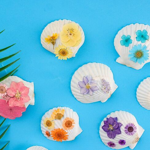 12PCS Starfish Scallop Shells for Crafts 3.5"-4.7" Large Seashells Bulk Mixed Star Fish Shells Decorations for Wedding Decor DIY Crafting Craft Making Fish Tank Home Decorations in Saudi Arabia