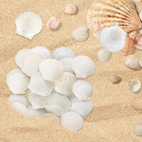 12PCS Starfish Scallop Shells for Crafts 3.5"-4.7" Large Seashells Bulk Mixed Star Fish Shells Decorations for Wedding Decor DIY Crafting Craft Making Fish Tank Home Decorations in Saudi Arabia