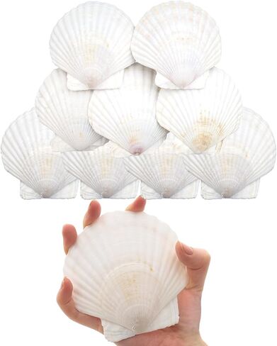 12PCS Starfish Scallop Shells for Crafts 3.5"-4.7" Large Seashells Bulk Mixed Star Fish Shells Decorations for Wedding Decor DIY Crafting Craft Making Fish Tank Home Decorations in Saudi Arabia