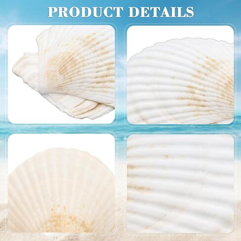 12PCS Starfish Scallop Shells for Crafts 3.5"-4.7" Large Seashells Bulk Mixed Star Fish Shells Decorations for Wedding Decor DIY Crafting Craft Making Fish Tank Home Decorations in Saudi Arabia