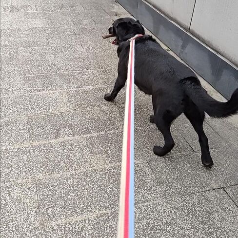 10FT / 15FT / 20FT Anti-Choke Slip Lead Dog Leash, 1" Wide Soft Thick Long Training Leash for Strong Small Medium Large Dogs (red-20ft) in Kuwait