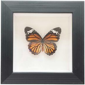 Real Framed Butterfly Moth Dead Insect Shadow Box Taxidermy Specimens