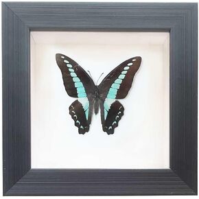 Real Framed Butterfly Moth Dead Insect Shadow Box Taxidermy Specimens