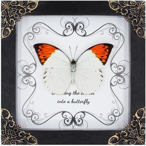 Hebomoia Butterfly Framed Decoration - Handmade Wood Shadow Box Butterfly Insect Specimen Frame for Butterfly Collectors - Tabletop, Wall Art,Live Room,Home Decor