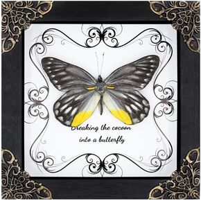 Butterfly Framed Decoration - Handmade Wood Shadow Box Insect Frame for Butterfly Collectors - Tabletop, Wall Art,Live Room,Home Decor (Delias Belladonna)