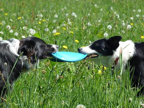 Jolly Pets Flexible, Floating Flyer Dog Toy, Medium/7.5-Inch, Blue, Model Number: 175 BL in Saudi Arabia