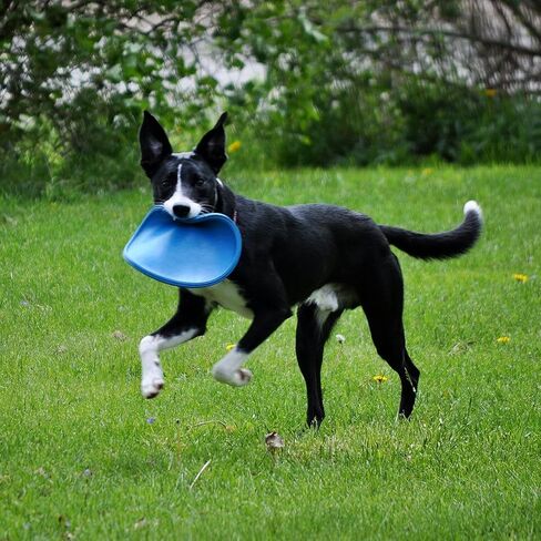 Jolly Pets Flexible, Floating Flyer Dog Toy, Medium/7.5-Inch, Blue, Model Number: 175 BL in Saudi Arabia