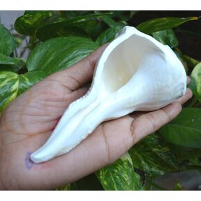 Right Hand Dakshinavarti Shankh Lakshmi Conch Rare for Worship Hindu Religious 5"inch Sea Conch Shell Horn Original Abhishek Non-Blowable Shankh Right Hand for Puja Items Pooja Diwali Home Decor Gift