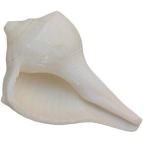 Very Small 1" inch Abhimantrit Dakshinavarti Natural Shankh/Laxmi Shankh for Pooja, Original Right Handed Conch Shell