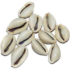 Kaudi Kodi Cowri Dhan Laksmi Kaudi Natural Kaudi Shankh Kaudi Kaudi Jewellery Kaudi Shankh Laxmi Kaudi kauri Kodiya kaudiya Natural White Color Set Of 11