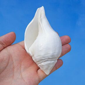 Large Conch Shells 1PCS Natural Sea Shells 3.5''-4.3'' for Home Decorations, Beach Theme Party, Wedding Decor, DIY Crafts, Fish Tank and Shell Collectors Decoration