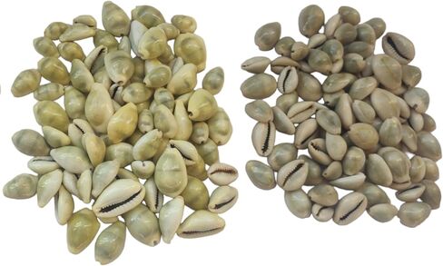 أصداف كاوري كاوري صفراء 20 قطعة + كاوري طبيعية 20 قطعة أصداف محارة كاودي Laxmi Puja samgarhi in Kuwait