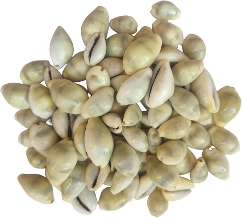 أصداف كاوري كاوري صفراء 20 قطعة + كاوري طبيعية 20 قطعة أصداف محارة كاودي Laxmi Puja samgarhi in Kuwait