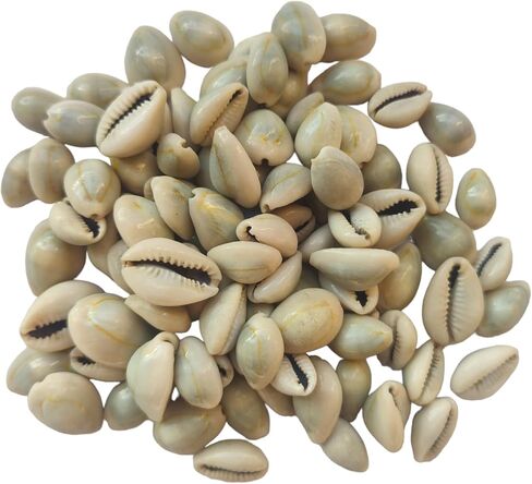 أصداف كاوري كاوري صفراء 20 قطعة + كاوري طبيعية 20 قطعة أصداف محارة كاودي Laxmi Puja samgarhi in Kuwait