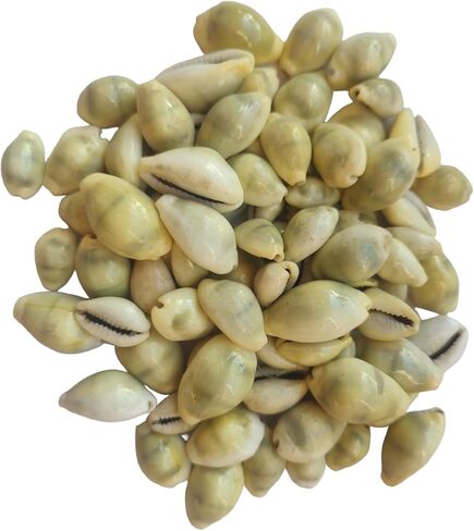 أصداف كاوري كاوري صفراء 20 قطعة + كاوري طبيعية 20 قطعة أصداف محارة كاودي Laxmi Puja samgarhi in Kuwait