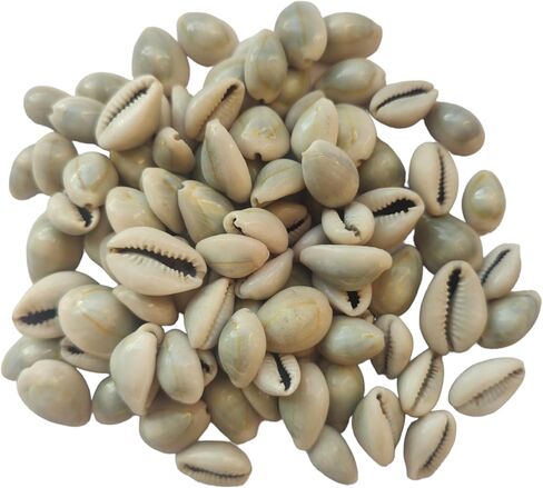 أصداف كاوري كاوري صفراء 20 قطعة + كاوري طبيعية 20 قطعة أصداف محارة كاودي Laxmi Puja samgarhi in Kuwait