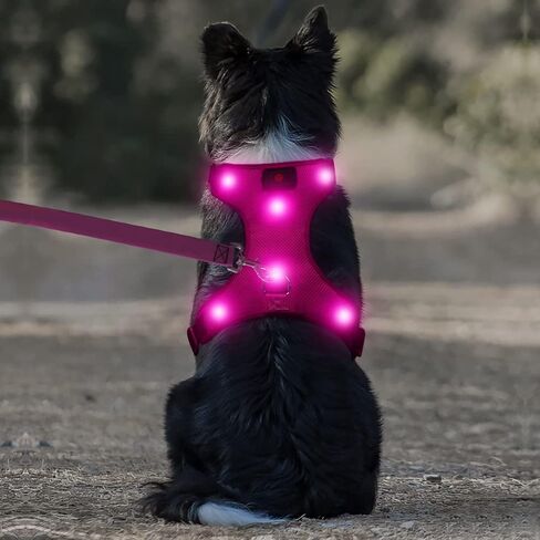 Safety LED Dog Harness - Light Up Dog Vest, No-Pull Dog Harness - Rechargeable Glowing Pet Harness for Night Walking & Camping (Red, S [Neck:12"-16.5"; Chest:17"- 25"]) in Kuwait