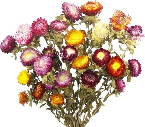 Dried Flowers Bouquet Dried Daisy Flowers Natural Lavender Dried Flowers Bunny Tails Gerber Daisies Flowers Wheat Stalks Floral Arrangements for Wedding Table Centerpiece Decor Farmhouse DIY in Kuwait