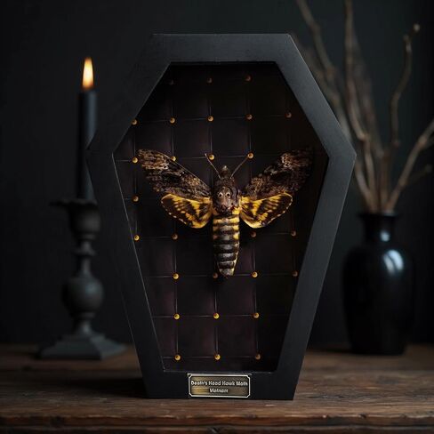 Real Scorpion White Framed Dried Bug Beetle Shadow Box Entomology Wooden Insect Handmade Taxidermy Wall Hanging Decor Decoration Artwork Tabletop Living K12-51-TR in Saudi Arabia